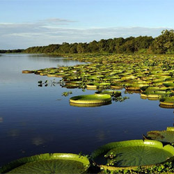 Esteros del Iberá - Corrientes