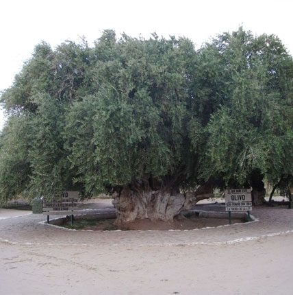 Olico Cuatricentenario - Aimogasta, La Rioja