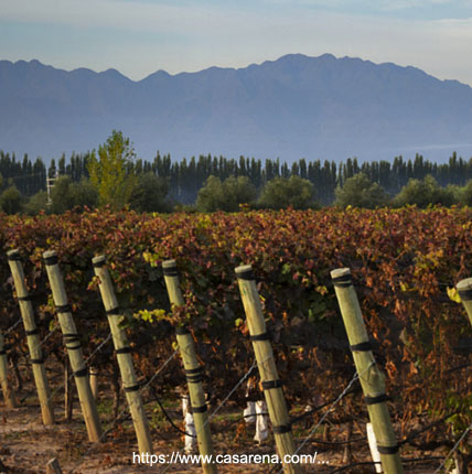 Viedos en Perdriel - Mendoza