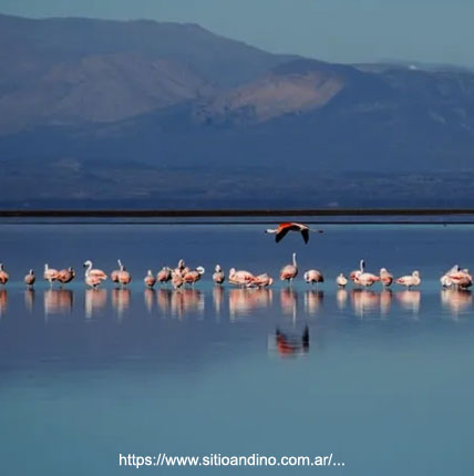 Laguna de Llancanelo - Malarge, Mendoza