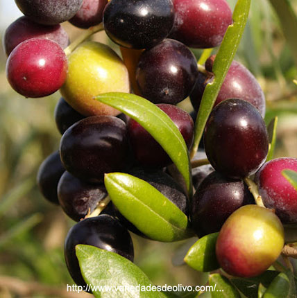 Variedad Arbequina - Circuito del Olivo - Mendoza