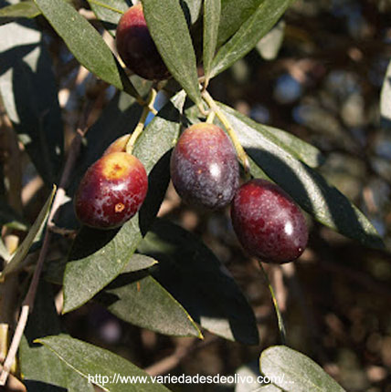 Variedad Empeltre - Circuito del Olivo - Mendoza