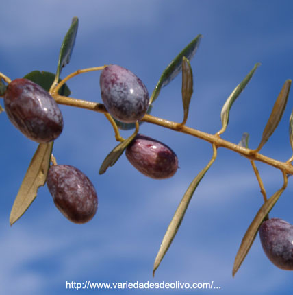 Variedad Farga - Circuito del Olivo - Mendoza