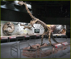Museo Paleontológico - Chubut