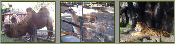 Zoológico - Palermo