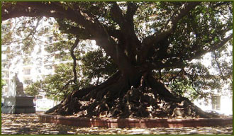 Gomero Centenario - Recoleta