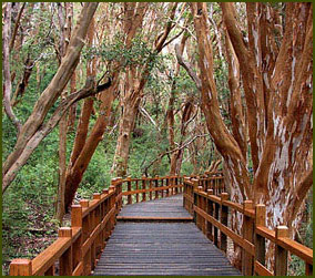 Parque Nacional Los Arrayanes - Neuquén